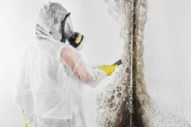 Best Home Mold Removal  in Kechi, KS