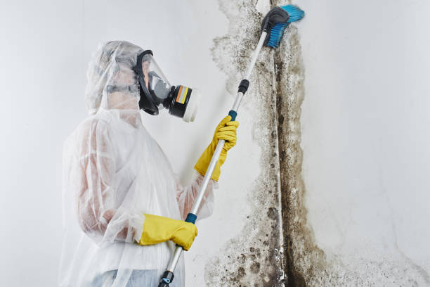 Home Mold Removal in Kechi, KS