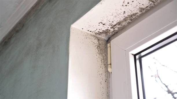 Best Black Mold Removal  in Kechi, KS