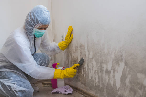 Best Emergency Mold Removal  in Kechi, KS