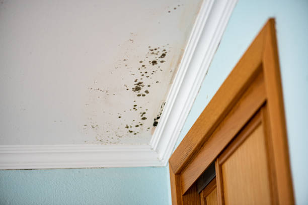 Best Attic Mold Removal  in Kechi, KS