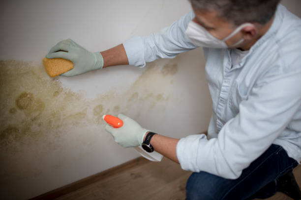 Best Mold Remediation Services  in Kechi, KS