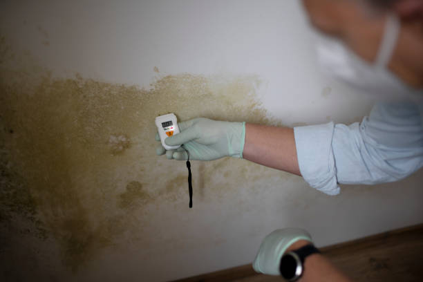 Best Home Mold Removal  in Kechi, KS