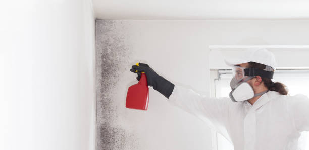 Best Office Mold Removal Services  in Kechi, KS