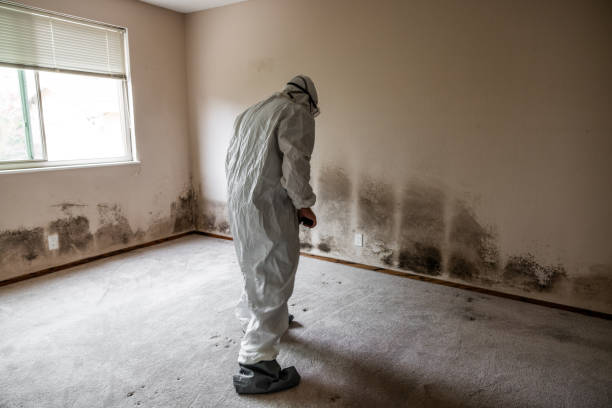 Office Mold Removal Services in Kechi, KS