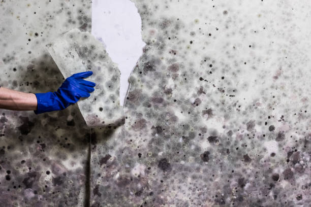 Best Mold Damage Repair  in Kechi, KS