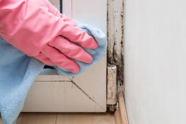 Best Office Mold Removal Services  in Kechi, KS