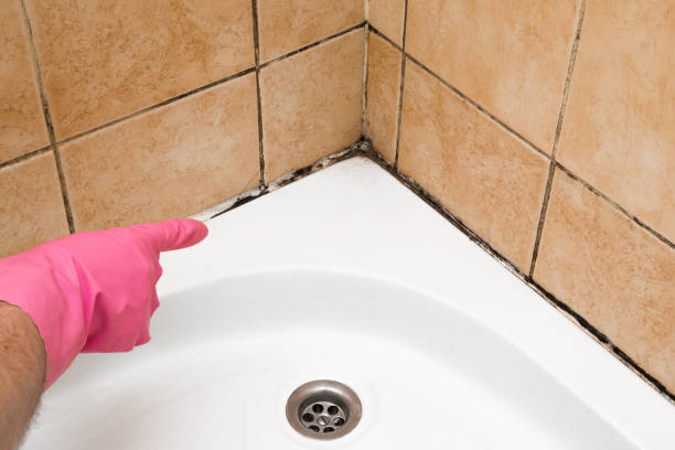 Best Black Mold Removal  in Kechi, KS